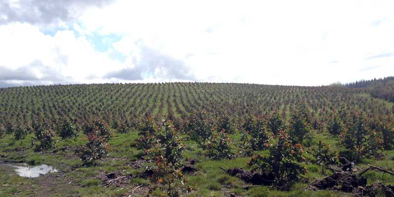 Monte Eucalipto
